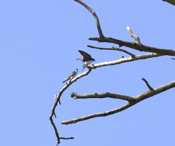 Tree Swallow Elbowroom 04 03