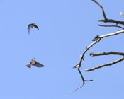 Tree Swallow Flight
