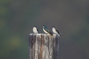 Front and Back View Tree Swallow