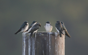 Tree Swallow Gathering