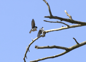 Tree Swallow Space