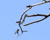 Tree Swallow Landings