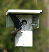 Tree Swallow "Nest Hijack"