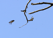 Tree Swallow Trio