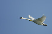 Trumpeter Swan in-flight