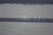 My First Tundra Swans