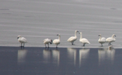 Close-up View of Tundra Swans
