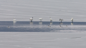 Beautiful Tundra Swans