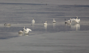 Tundra Swans Wing Flapping