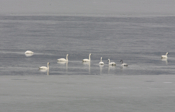Tundra Swans Swimming
