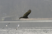 Turkey Vulture and Gulls