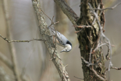 Upside-down White-brested Nuthatch