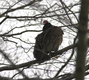 Turkey Vulture Paranoia