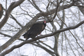 Turkey Vulture in Tree
