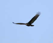 V Flight Turkey Vulture