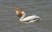 White Pelican "Big Fish"
