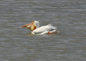 White Pelican--"How Many?"