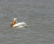 White Pelican "Fish Mouth"