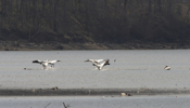 White Pelican Flight