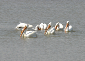 White Pelican "Cooperation"