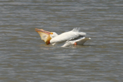White Pelican "Pig Out"
