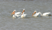 White Pelican "Look Closely"