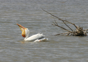 White Pelican "Almost Down"