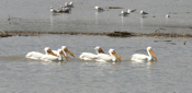 White Pelican Troop