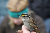 Profile White-throated Sparrow