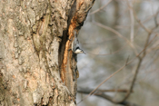White Breasted Nuthatch Side