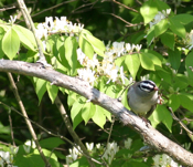 White-Crowned Sparrow Head