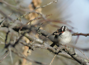 Mid-Oct White-crowned Sparrow