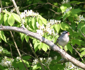 White-Cowned Sparrow Singing