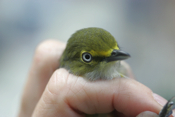 Close-up of a White-eyed Vireo