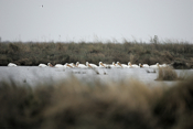 Cluster of White Pelicans