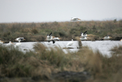 Landing Zone White Pelicans