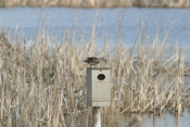 Wood Duck Female "On Nest Box"