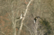Wood Duck Flight Close-up