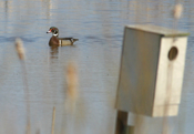 Male Wood Duck "Cruising"