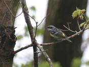 Yellow-rumped Warbler Close-up