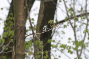 Yellow-rumped Warbler Front
