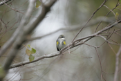 Classic Yellow-rumped Warbler