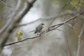 Tail Yellow-rumped Warbler