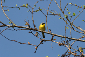 Common Yellowthroat Perched
