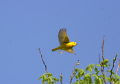 Yellow Warbler In-flight