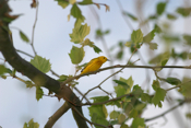 Yellow Warbler Side View
