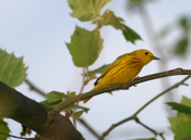 Yellow Warbler Side Close-up