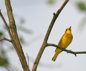 Yellow Warbler Singing Perch