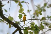 Yellow Warbler Wide View
