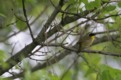 Yellowthroat Warbler 